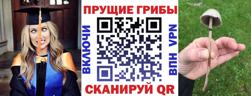 где купить   Завитинск  Псилоцибиновые грибы ЛСД 